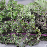 KALE RED RUSSIAN