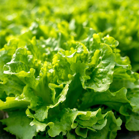 LEAF LETTUCE SALAD BOWL GREEN