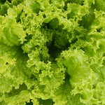 LETTUCE LEAF LOLLO BIONDA