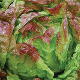 LETTUCE MERVEILLE DES QUATRES SAISONS