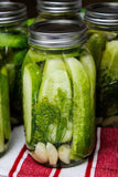 CUCUMBER PICKILNG NATIONAL PICKLING CUCUMBER