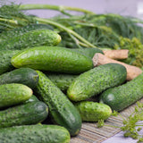 CUCUMBER PICKILNG NATIONAL PICKLING CUCUMBER