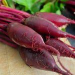 BEET CYLINDRA