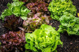 LETTUCE MIXED GOURMET GREENS