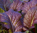 MUSTARD GREENS OSAKA PURPLE