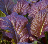 MUSTARD GREENS OSAKA PURPLE