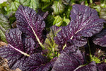 MUSTARD GREENS OSAKA PURPLE