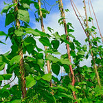 POLE BEAN GREEN KENTUCKY WONDER BROWN