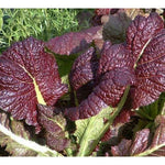 MUSTARD GREENS RED GIANT