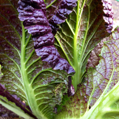 MUSTARD GREENS RED GIANT