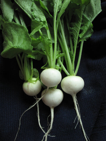 RADISH HAILSTONE