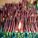 OKRA RED BURGUNDY