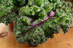 KALE RED RUSSIAN