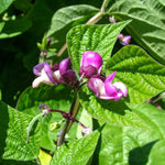 BUSH GREEN BEANS ROYALTY PURPLE POD ORGANIC