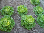 LETTUCE TOM THUMB ORGANIC