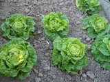 LETTUCE TOM THUMB ORGANIC