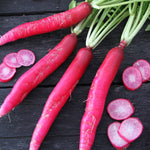 RADISH LONG SCARLET CINCINNATI