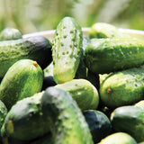 CUCUMBER WISCONSIN SMR58 PICKLING