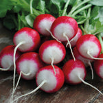 RADISH SPARKLER