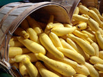 SUMMER SQUASH ZUCCHINI EARLY PROLIFIC STRAIGHTNECK