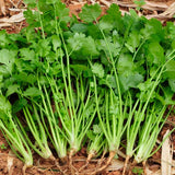 CELERY NAN LING CUTTING