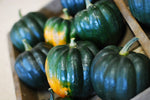 WINTER SQUASH TABLE QUEEN ACORN