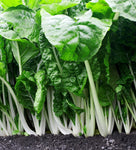 SWISS CHARD FORDHOOK GIANT