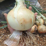 ONION TEXAS 1015 SUPERSWEET