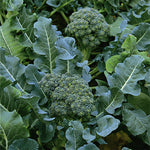 BROCCOLI GREEN CALABRESE