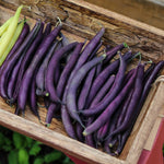 BUSH GREEN BEAN ROYAL BURGUNDY