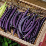 BUSH GREEN BEAN ROYAL BURGUNDY