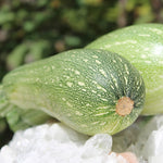 SUMMER SQUASH GREY ZUCCHINI