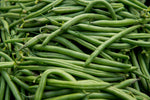 POLE BEAN BLUE LAKE FM1K