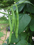 POLE BEAN BLUE LAKE FM1K