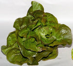 LETTUCE BUTTERHEAD-BRONZE MIGNONETTE