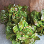 LETTUCE BUTTERHEAD-BRONZE MIGNONETTE