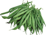 BUSH GREEN BEAN (BURPEE'S) STRINGLESS GREEN POD