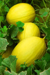 CANARY MELON JUANE