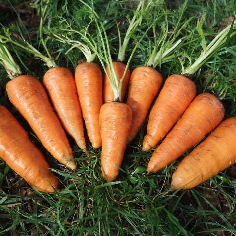 CARROT CHANTENAY RED CORED