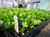 CELERY NAN LING CUTTING