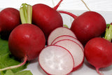 RADISH CHAMPION