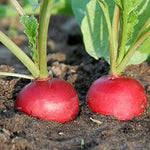 RADISH CHAMPION