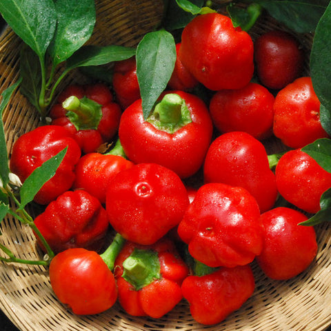 PEPPER HOT LARGE RED CHERRY