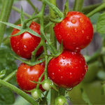 TOMATO PROLIFIC RED CHERRY