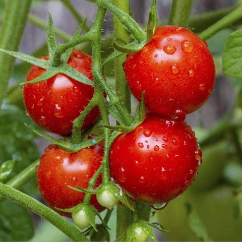 TOMATO PROLIFIC RED CHERRY