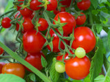 TOMATO PROLIFIC RED CHERRY