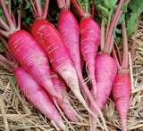 RADISH CHINA ROSE SPROUTING