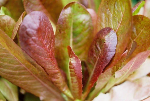 LETTUCE ROMAINE CIMMAROM