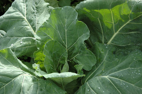 COLLARDS CHAMPION GREENS