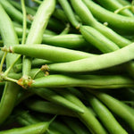 BUSH GREEN BEAN CONTENDER